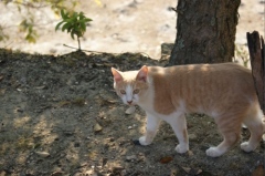 宮島の猫